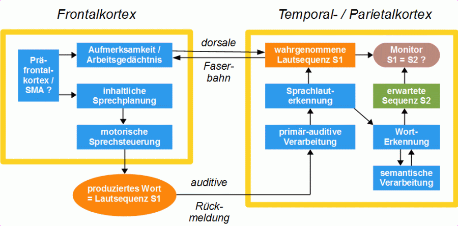 Sprachproduktion: Funktion der dorsalen Bahn beim normalen Sprechen