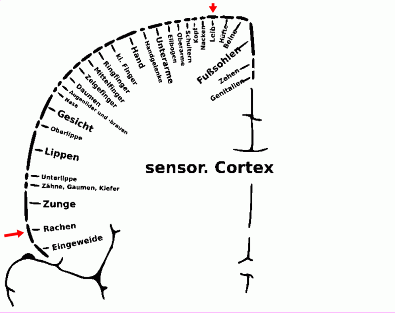 Abbildung Sensorkortex